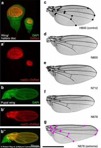 31BC344800000578-3471395-The_researchers_suppressed_various_genes_to_see_how_the.jpg