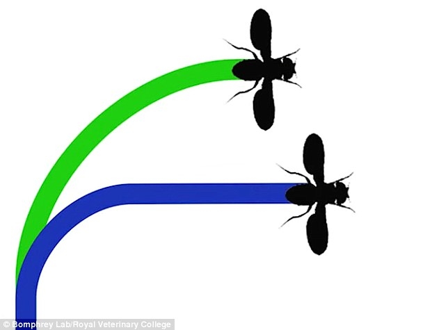 31BC34DF00000578-3471395-The_newly_created_wing_shapes_gave_the_fruit_flies_a_ti.jpg