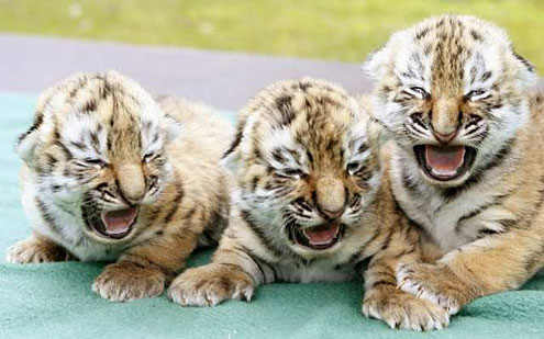 3tiger.jpg